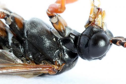 Tenthredo sp.